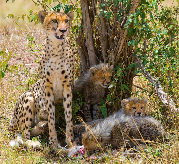 Mamma ghepardo e i suoi cuccioli nella savana.