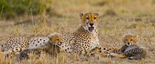 Mamma ghepardo e i suoi cuccioli nella savana.