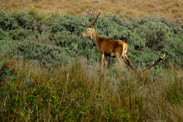 Mammiferi selvatici nel loro ambiente naturale - ambiente naturale.