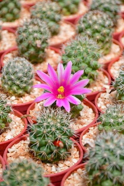 Mammillalia schumanii con fiori rosa e bianchi