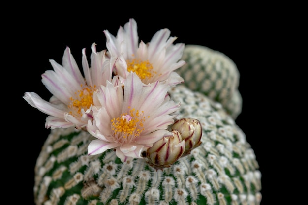 Mammillaria pectinifera dei fiori del cactus di fioritura