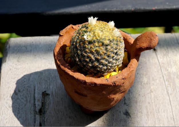 Mammillaria schiedeana fiore di cactus in vaso