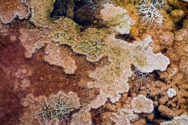 Mammoth Hot Springs