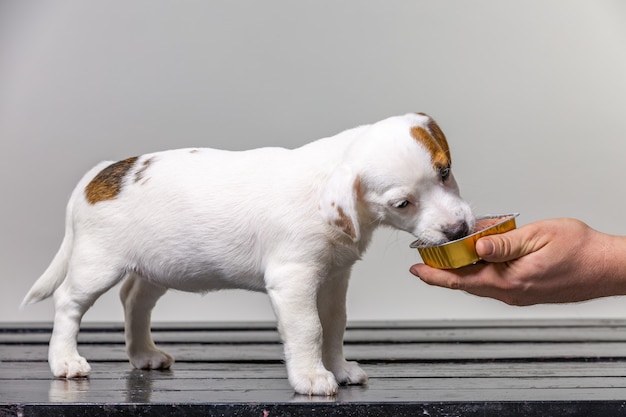 Man alimentazione Piccolo cucciolo carino jack russel dalla mano