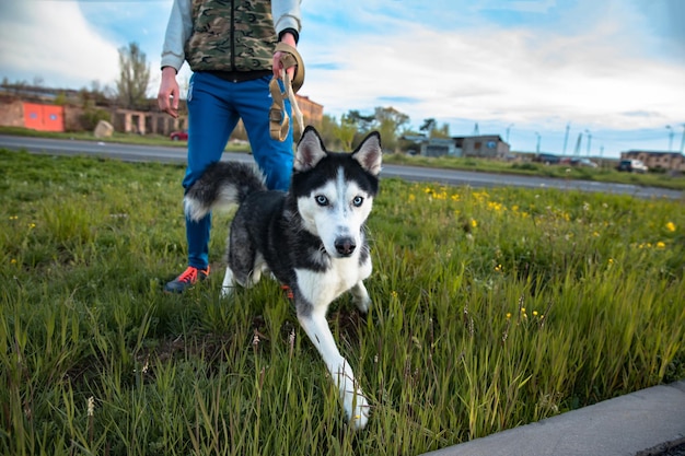 Man mano cane in natura