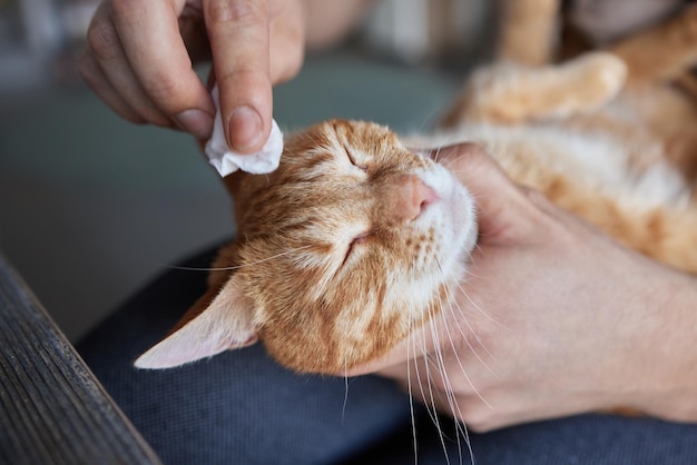 Man mano che pulisce i suoi occhi di gatto con un batuffolo di cotone