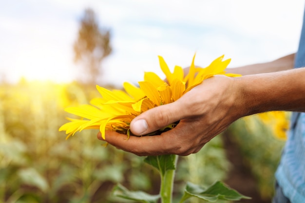 Man mano che regge un girasole