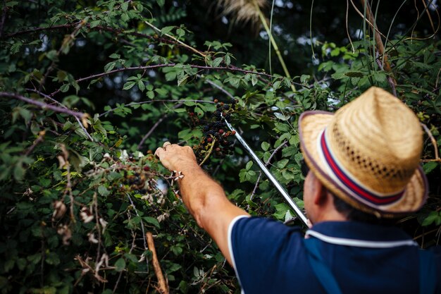 Man picking wild more