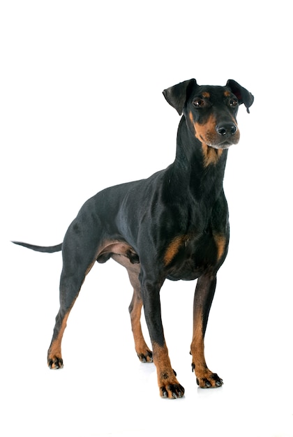 Manchester terrier