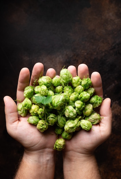 Manciata di coni di luppolo verde nelle mani dell'uomo Ingredienti per la produzione della birra