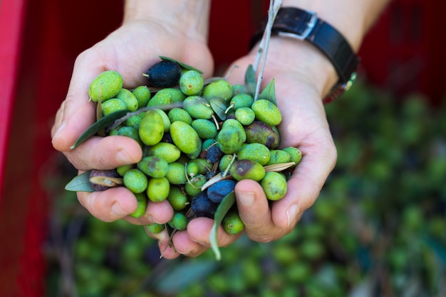 Manciata di olive, Taggiasca o Cailletier, cultivar coltivata principalmente nel sud della Francia.