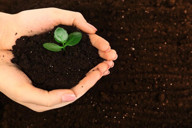 Manciata femminile di terreno con il primo piano della piccola pianta verde