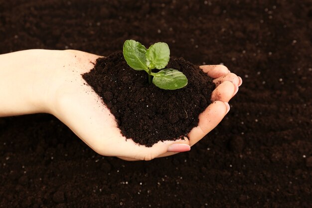 Manciata femminile di terreno con piccola pianta verde, primo piano