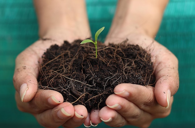 Manciata femminile di terreno con una piccola pianta verde