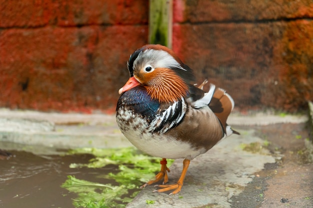 Mandarin duck o Aix galericulata all'allevamento di uccelli.