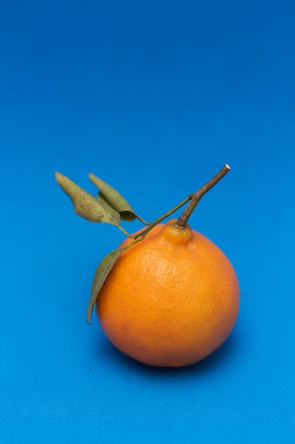 Mandarina sullo sfondo blu