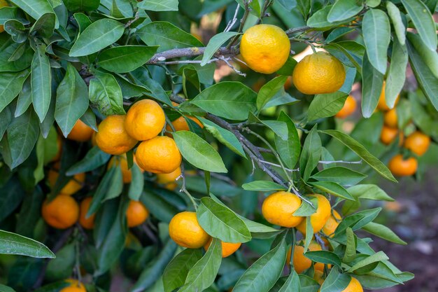 Mandarine mature sugli alberi rami di arance con foglie verdi sull'albero giardino soleggiato di mandarino