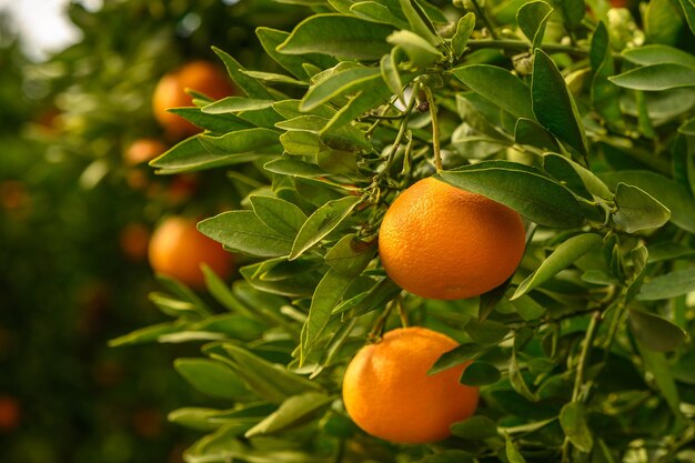 mandarini freschi e succosi in un giardino di Cipro in inverno 1