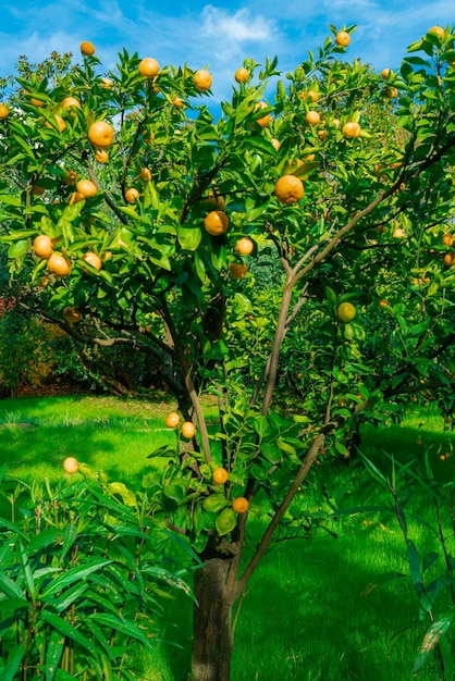 Mandarini maturati sul ramo di un albero verde nel frutteto