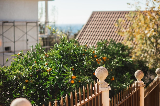 Mandarini maturi nel giardino autunnale