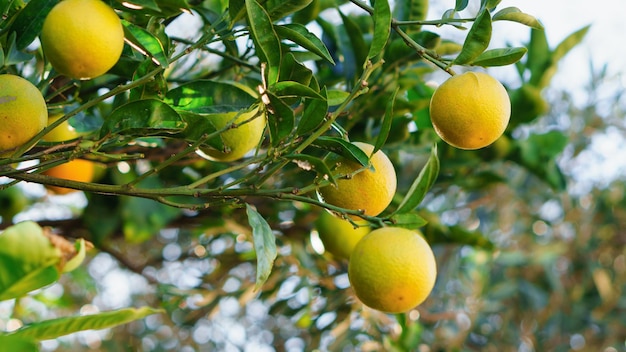 Mandarini sull'albero