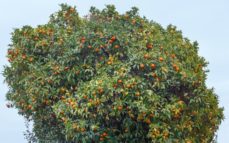 Foto mandarino con frutti arancioni e fogliame denso.