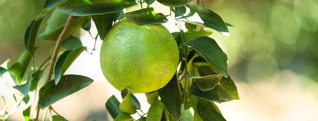 Mandarino maturo fresco mandarino sull'albero nel frutteto del giardino di arance con retroilluminazione del sole.