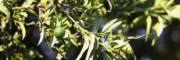 Mandarino verde o arancione sul concetto di stagione dei mandarini dell'albero