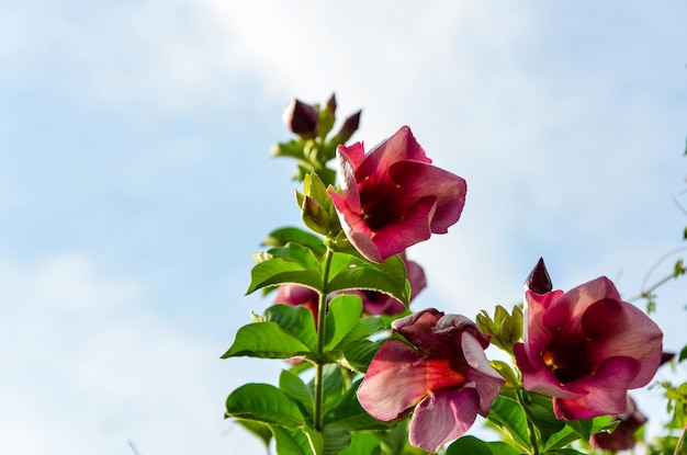 Mandevilla sanderi in giardino