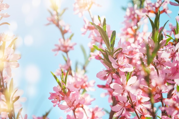 Mandorla rosa in fiore Sfondo primaverile di un ramo di un albero in fiore di mandorlo macro Sfondo di Pasqua felice Concetto della Giornata mondiale dell'ambiente Banner per le vacanze delle donne del compleanno di Pasqua