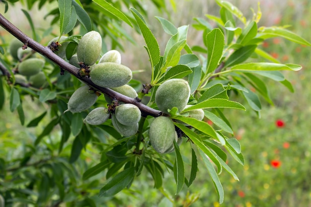 Mandorle acerbe sul mandorlo