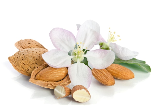 Mandorle con foglie e fiori si chiudono su sfondo bianco