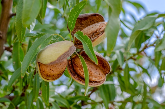 Mandorle mature sui rami degli alberi