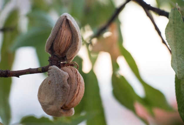 Mandorle ricche sull'albero