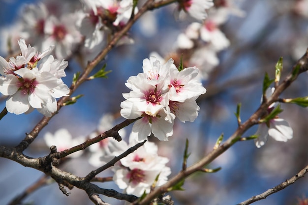 Mandorlo in fiore in inverno, Maiorca, Spagna