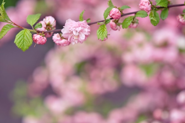 Mandorlo in fiore Ramo con fiori rosa Primavera