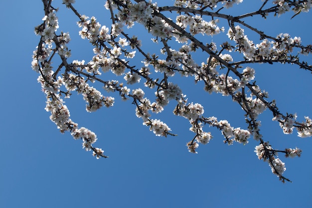 Mandorlo in fiore