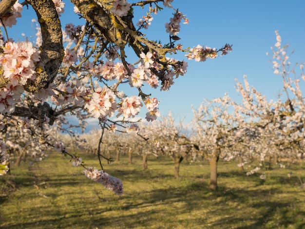 Mandorlo in piena fiorituraCloseup di un ramo di un mandorloUn campo di mandorli in fiore