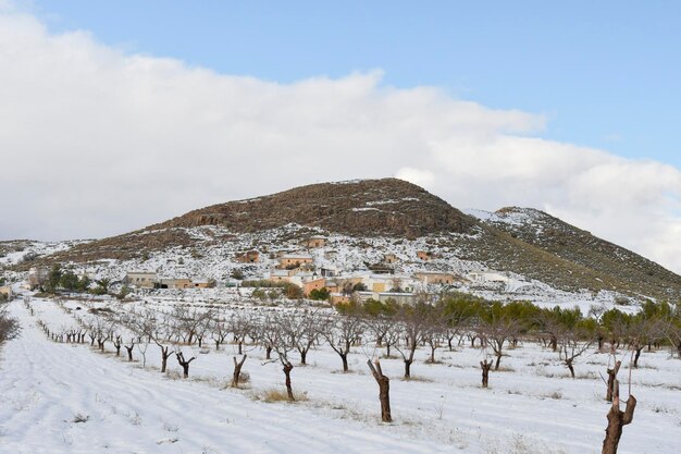 Mandorloto sotto uno strato di neve