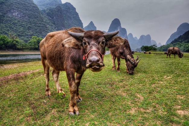 Mandria asiatica di mucche al pascolo nel prato lungo il fiume Lijiang, un pascolo su uno sfondo di colline carsiche, vicino alle città di Guilin e Yangshuo, una mucca rossa e irsuta ha tirato fuori la lingua, Guangxi, Cina.