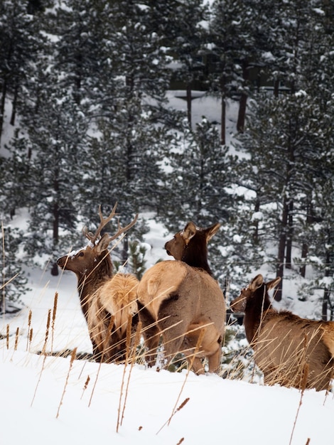 Mandria di alci nella neve vicino a Evergreen, Colorado.