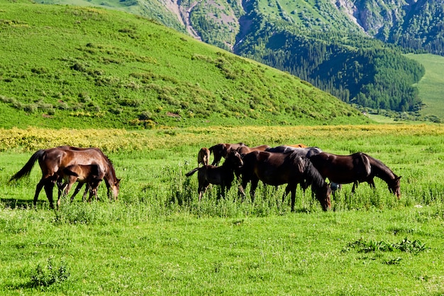 Mandria di bellissimi cavalli al pascolo su un campo