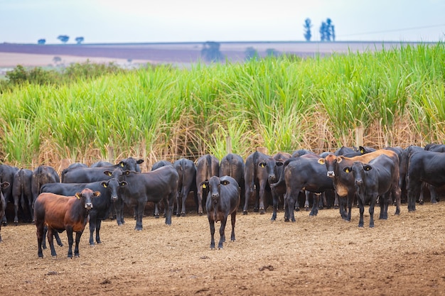 Mandria di bovini Angus in un lotto di alimentazione nella campagna brasiliana