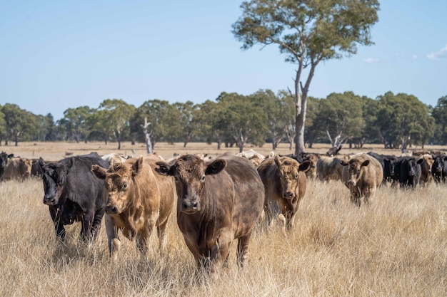 Mandria di bovini Bestiame al pascolo su pascoli ed erba in un campo su un alimento organico rigenerativo e sostenibile nell'entroterra australiano Vacche grasse e bovini da carne in Asia e America