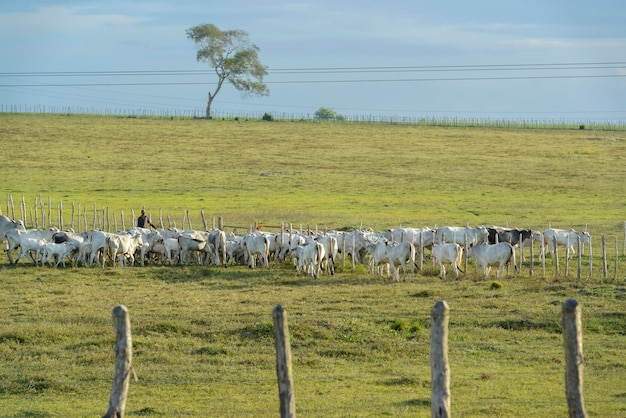 Mandria di bovini Nelore al pascolo nel tardo pomeriggio bestiame brasiliano
