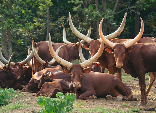 Mandria di bovini watusi