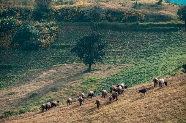 Mandria di bufali al pascolo su una collina in terreni agricoli rurali