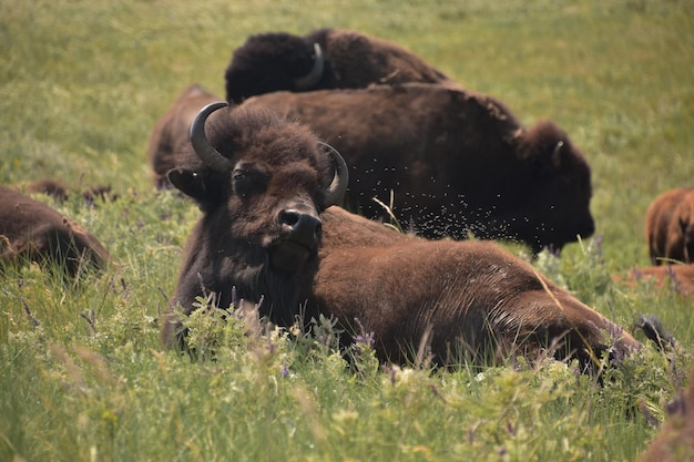 Mandria di bufali americani selvatici al pascolo in un campo