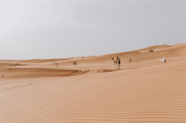 Mandria di cammelli nel deserto