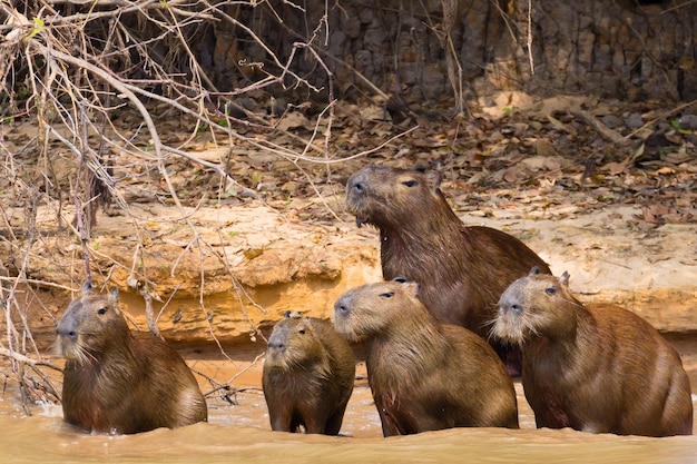 Mandria di capibara del Pantanal Brasile